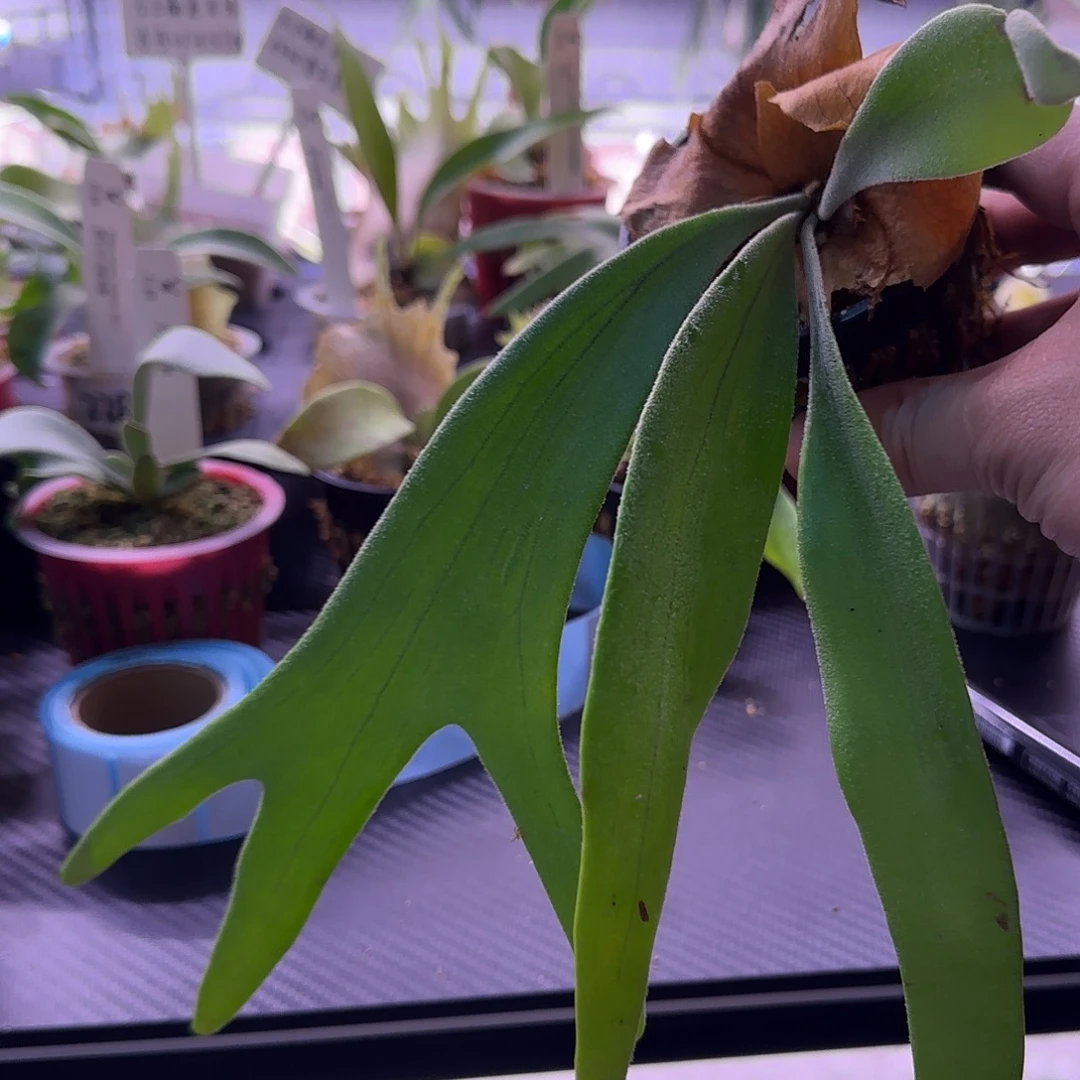 超大颗白爪哇鹿角蕨