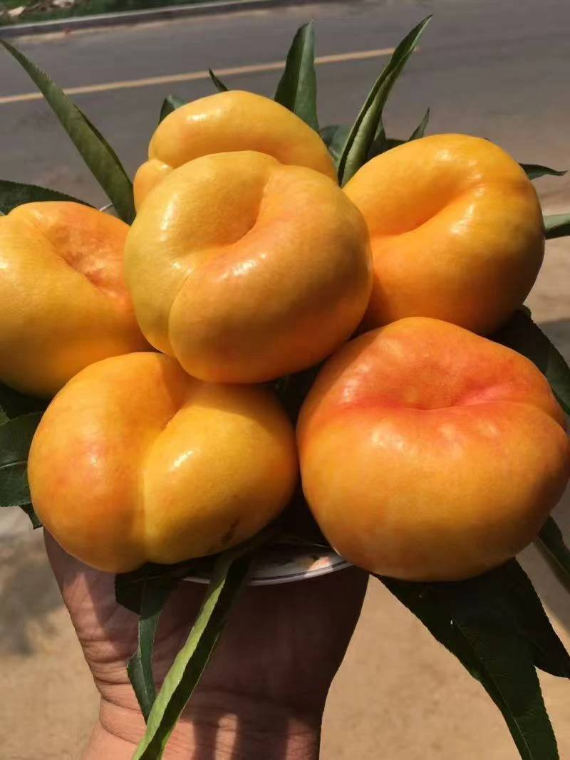 【现摘现发】 无毛油蟠桃 孕妇水果 现摘现发 新鲜水果  香甜多汁