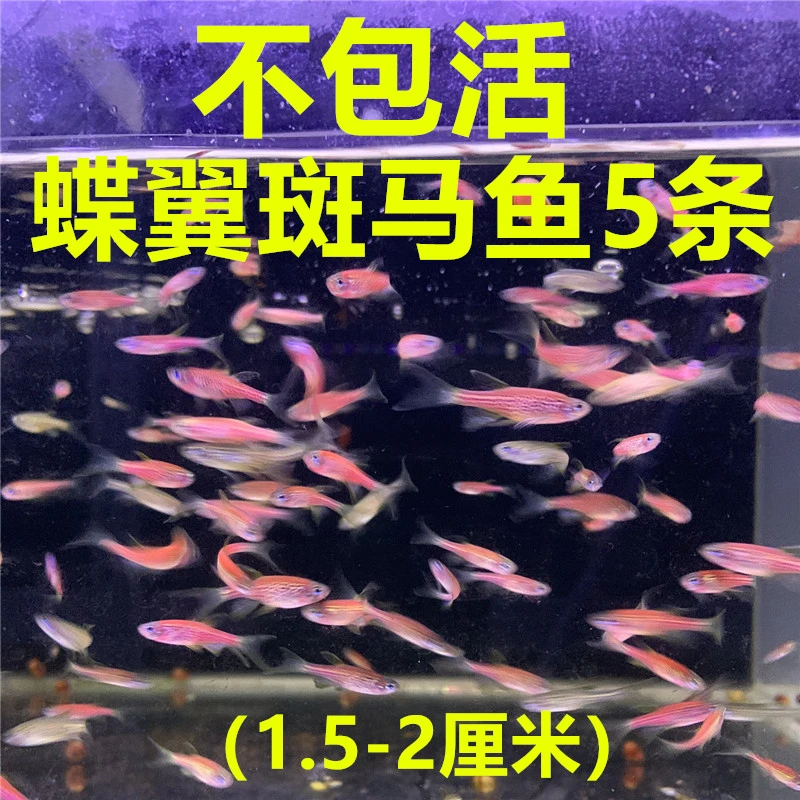 蝶翼斑马鱼5条（1.5-2厘米）