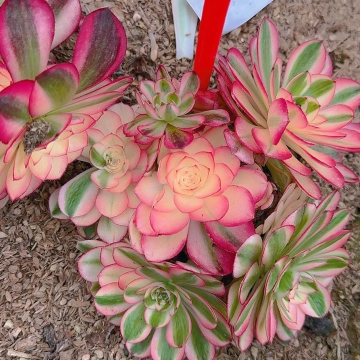 5-28倾城多肉法师