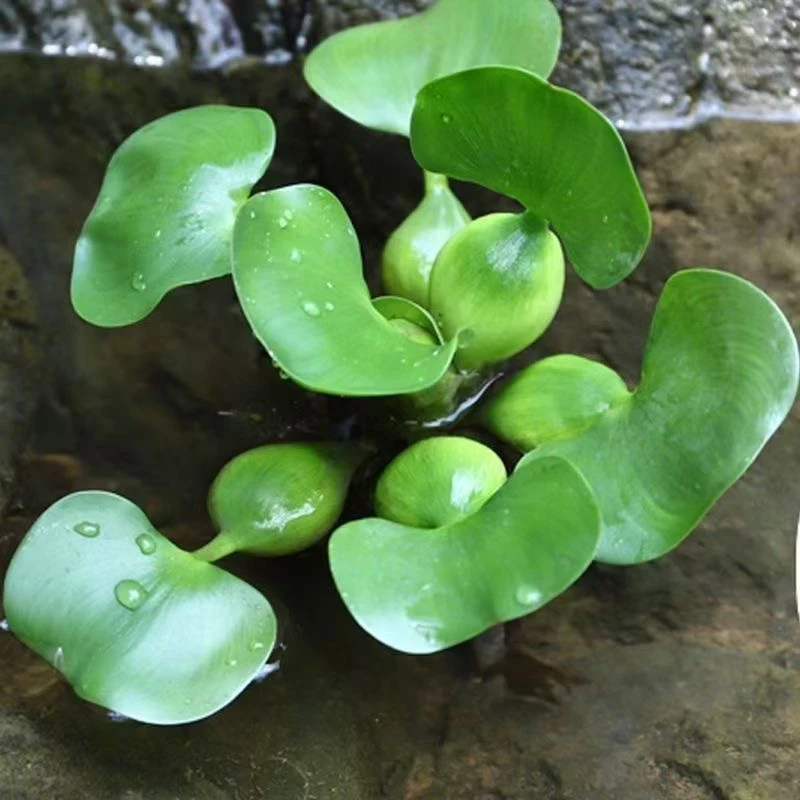 水葫芦净化水质水培植物池塘园林庭院养鱼水草鱼缸造景花卉植物苗