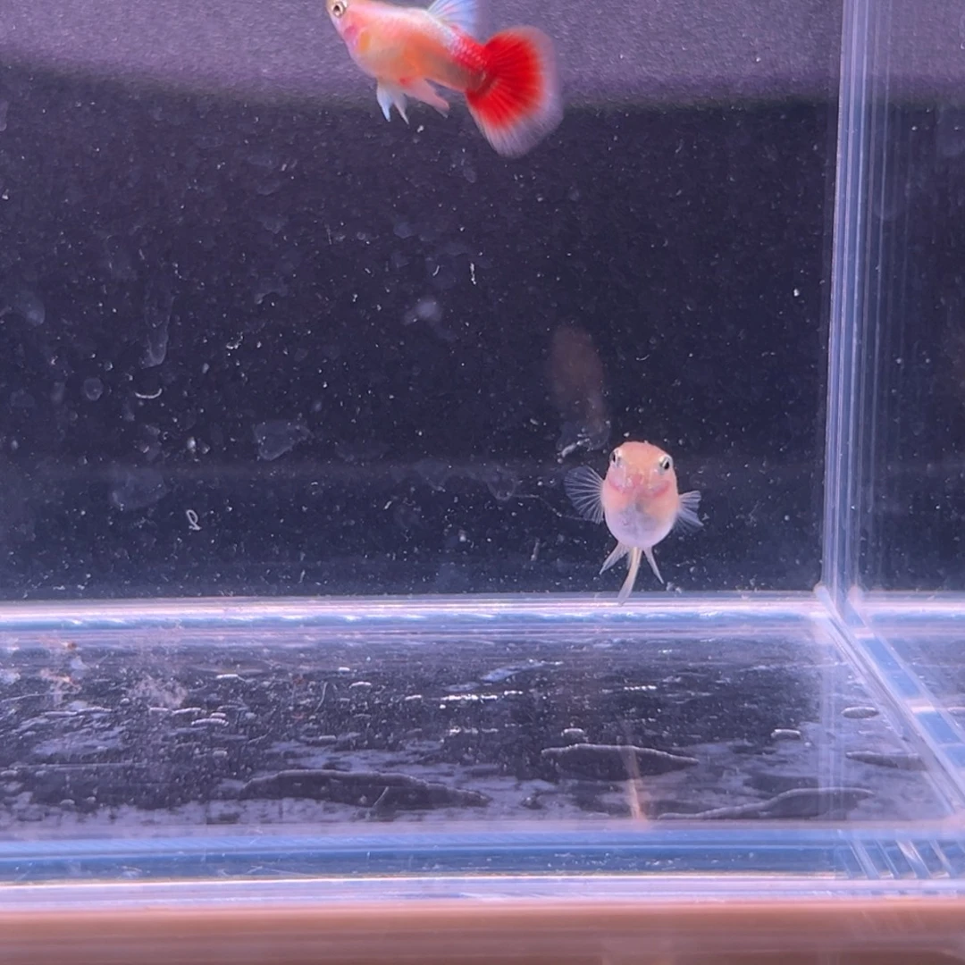 孔雀鱼圣诞短体一对