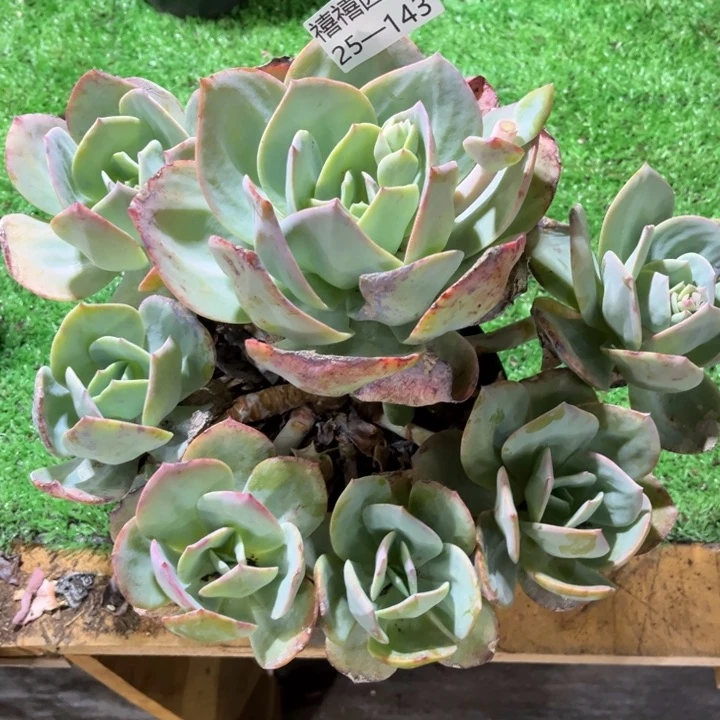?***鹿25-143凤群多肉植物