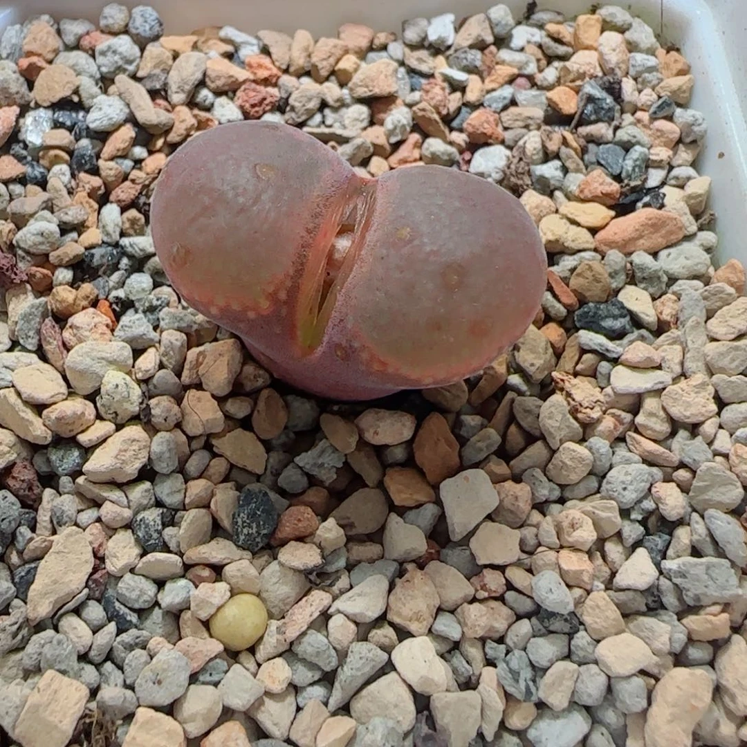 多肉植物日系大型红风14号