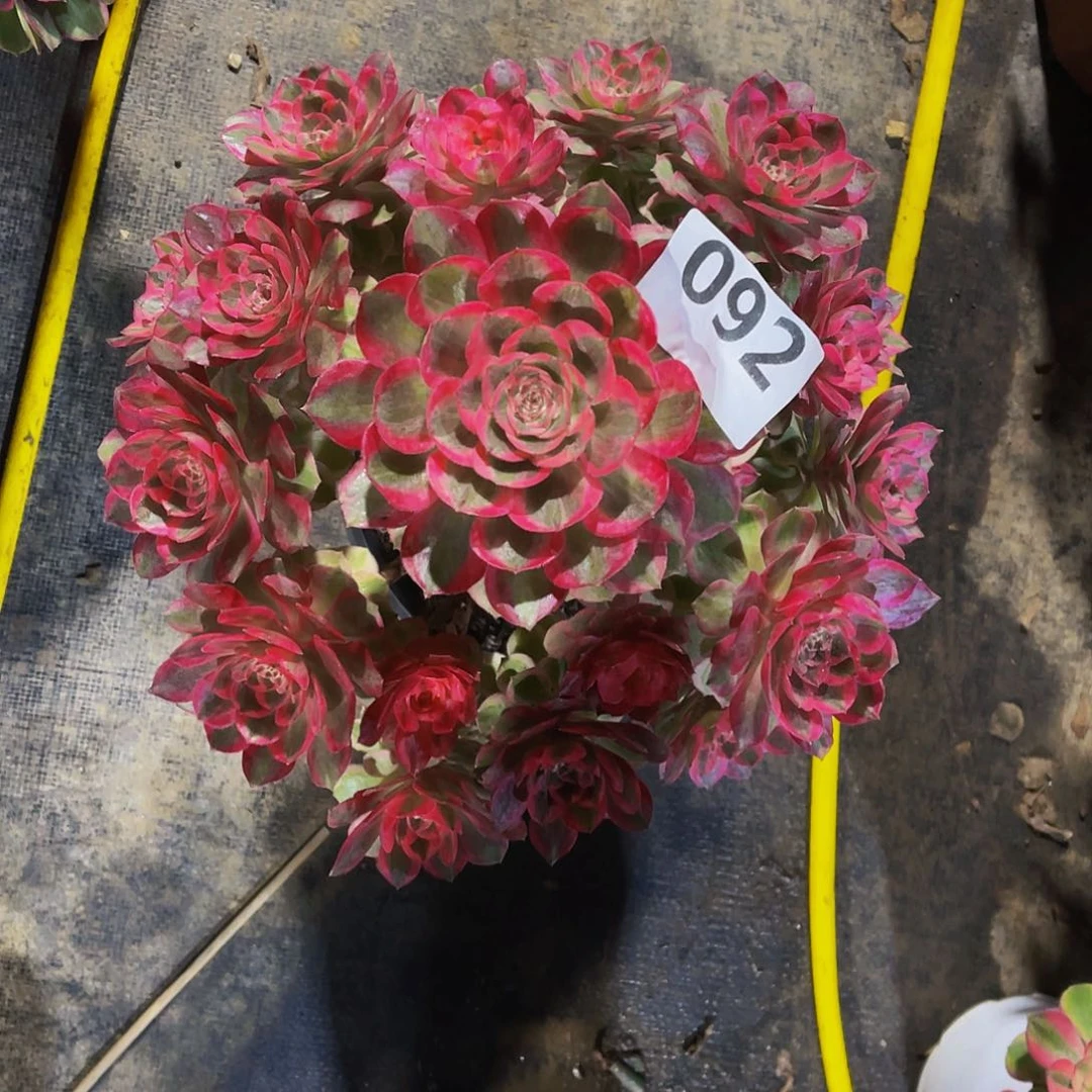 多肉云河脱土发货092