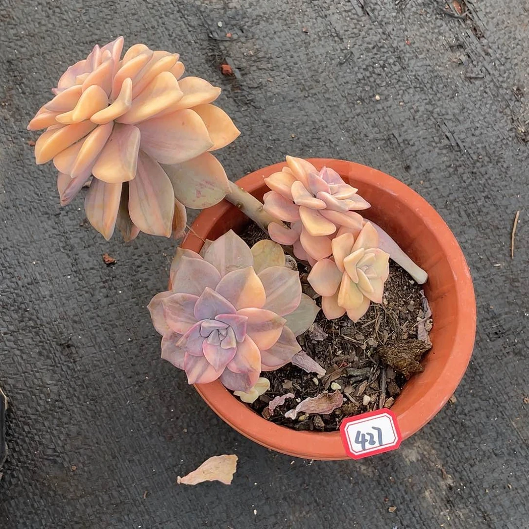 427紫乐锦 一物一拍多肉