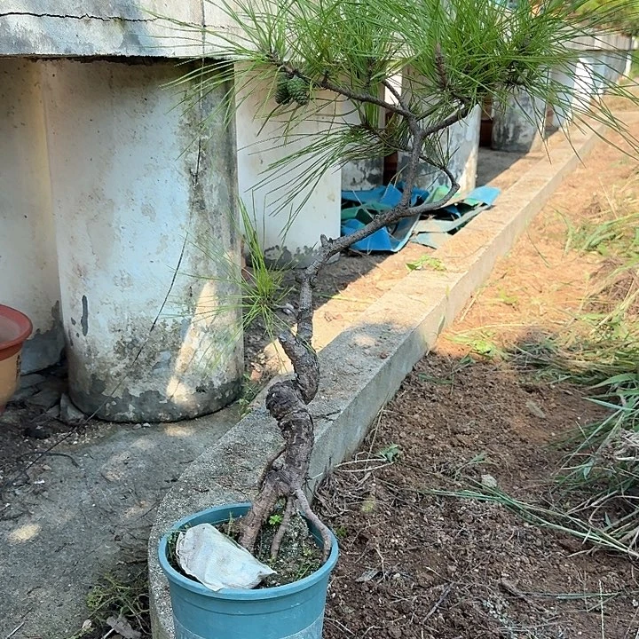 金***伯无花朵盆栽植物黄山松盆栽培