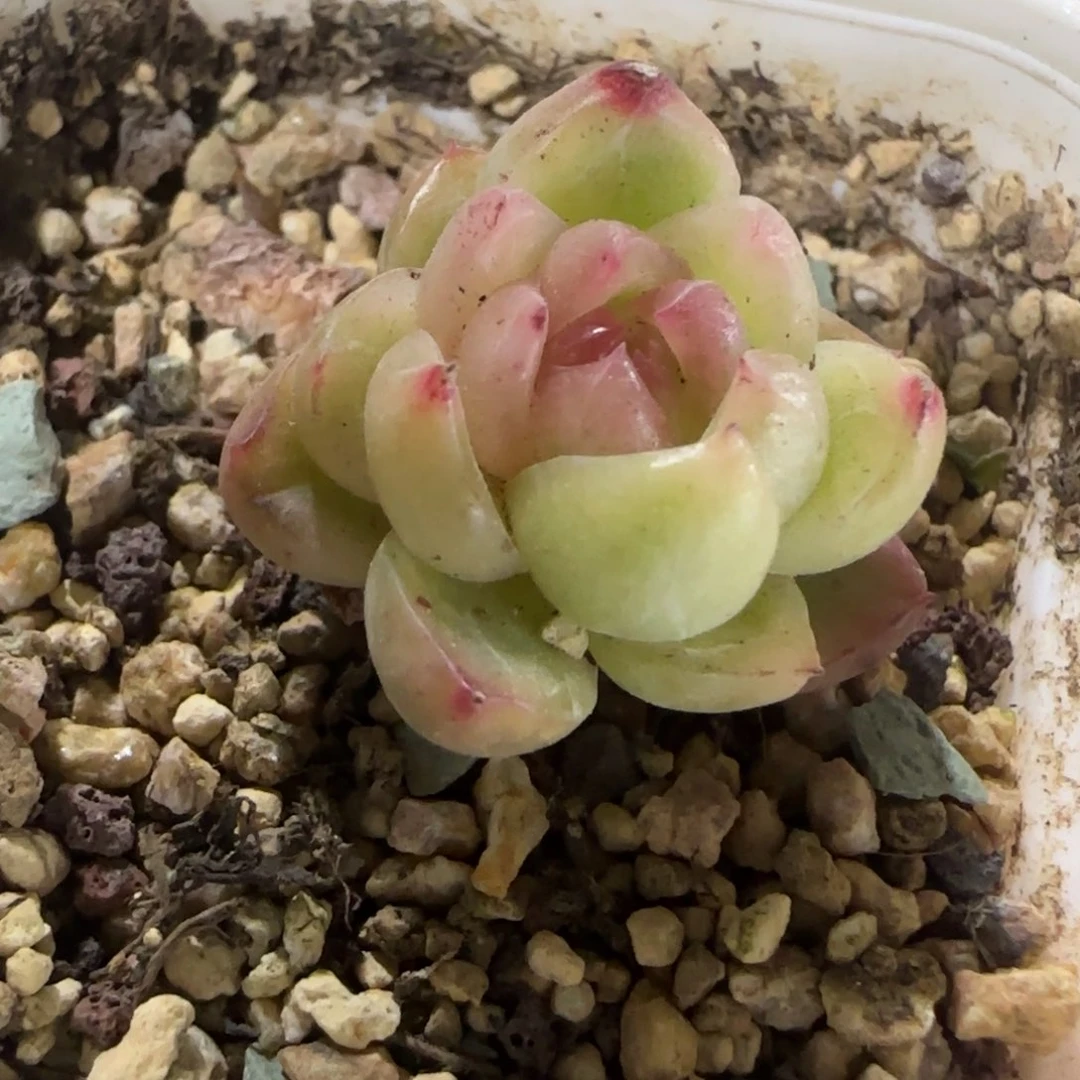 葱**顶葱花 多肉植物