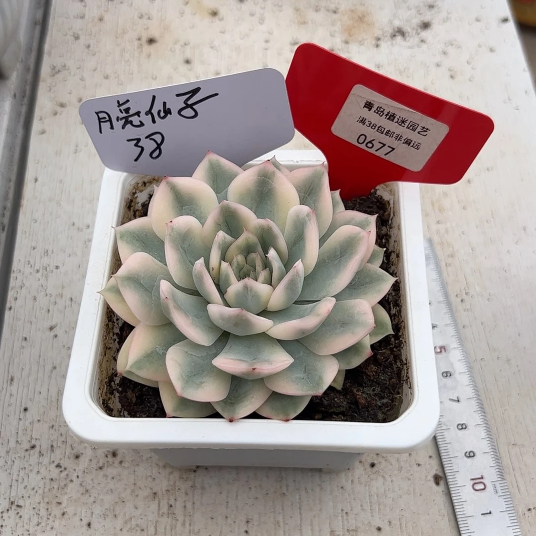 677号月亮仙子锦单头