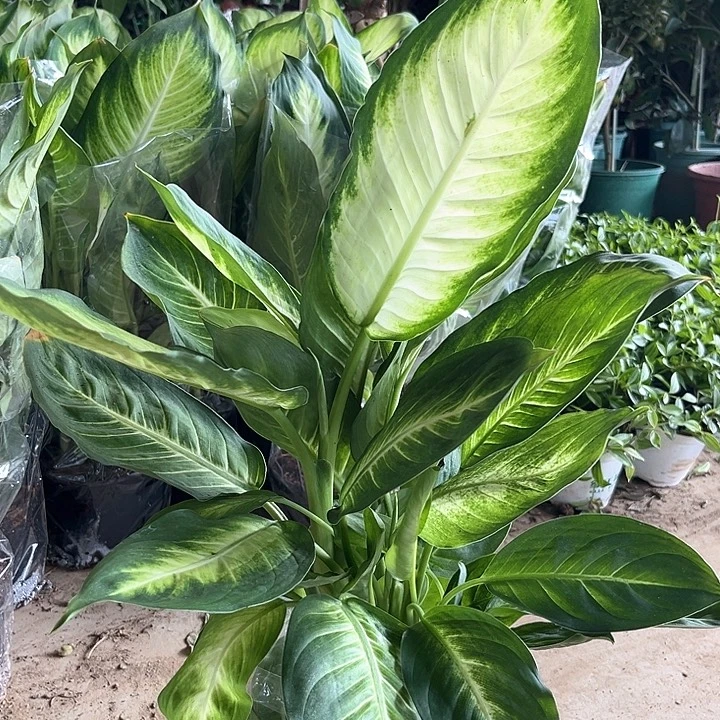 不开花植物玛丽安万年青