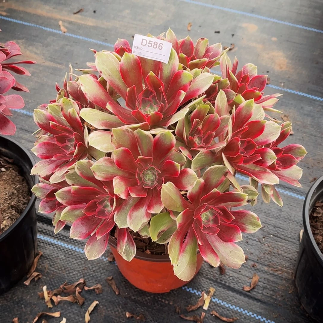 多肉植物586浣纱法师