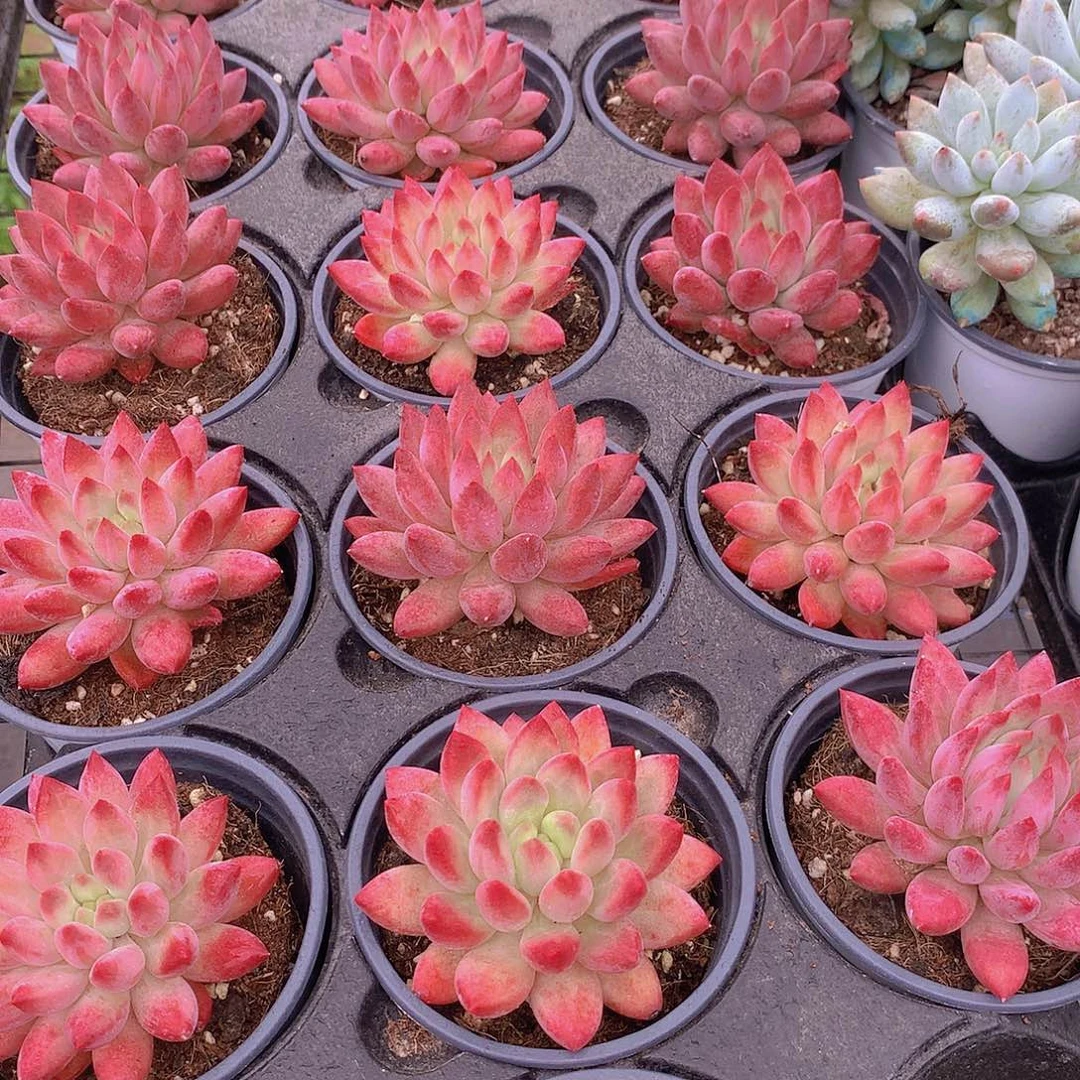 超红体虞美人356788999000