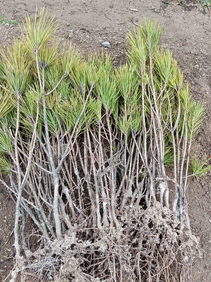 黄山松野生牙签 实物拍图 50棵起护心土包邮