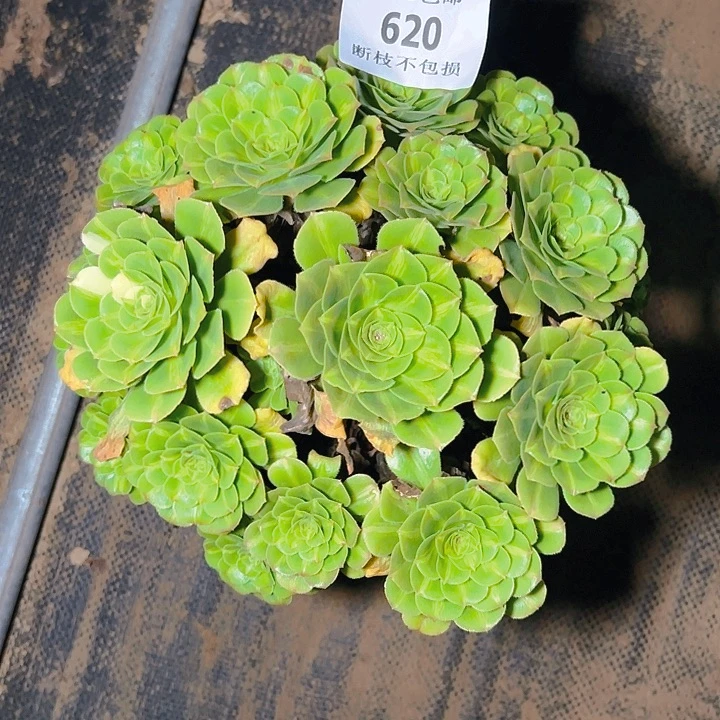620翡翠琉璃多肉植物