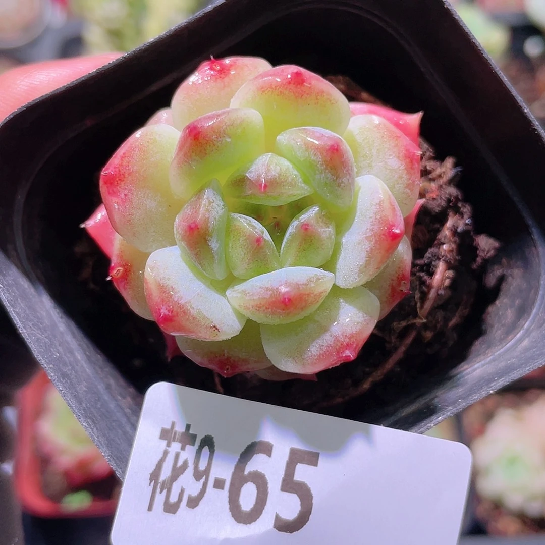 花利美 9-65秘境冰魄