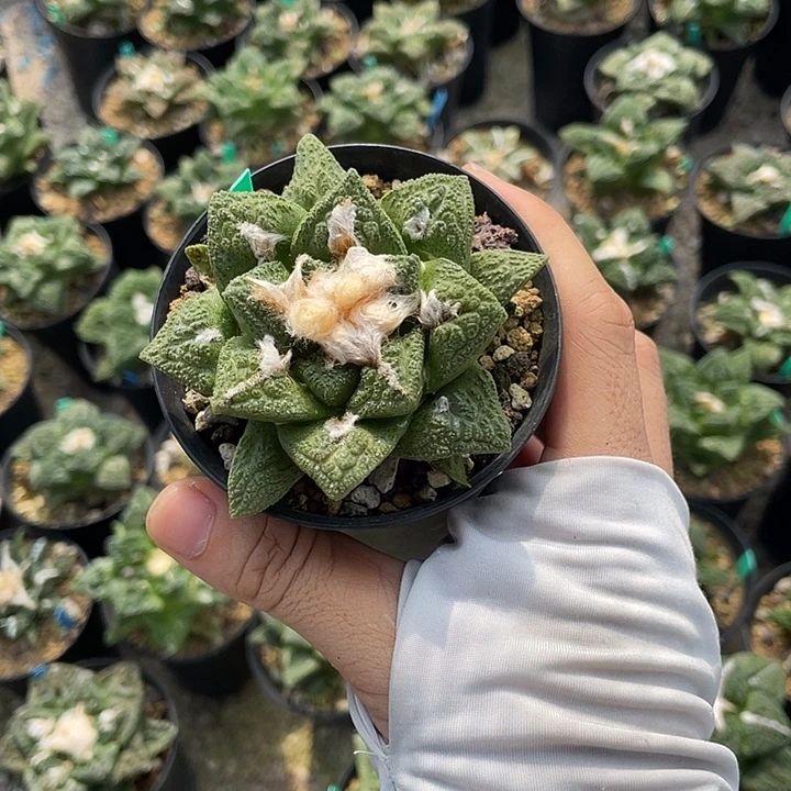 实生龟甲福利特价款