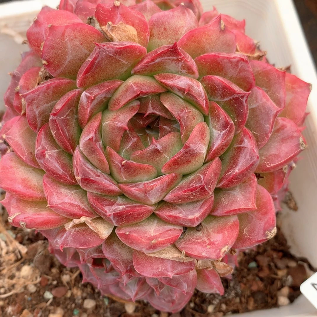 蛋*2024杂交多肉植物基地