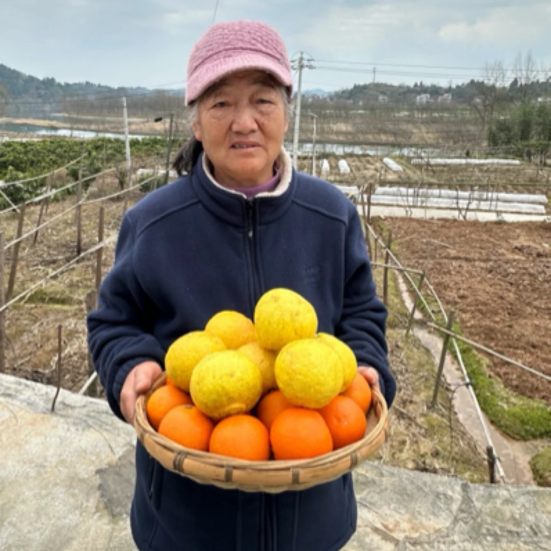 【寿乡蜜橙】世界长寿乡麻阳黄金柚橙.血橙