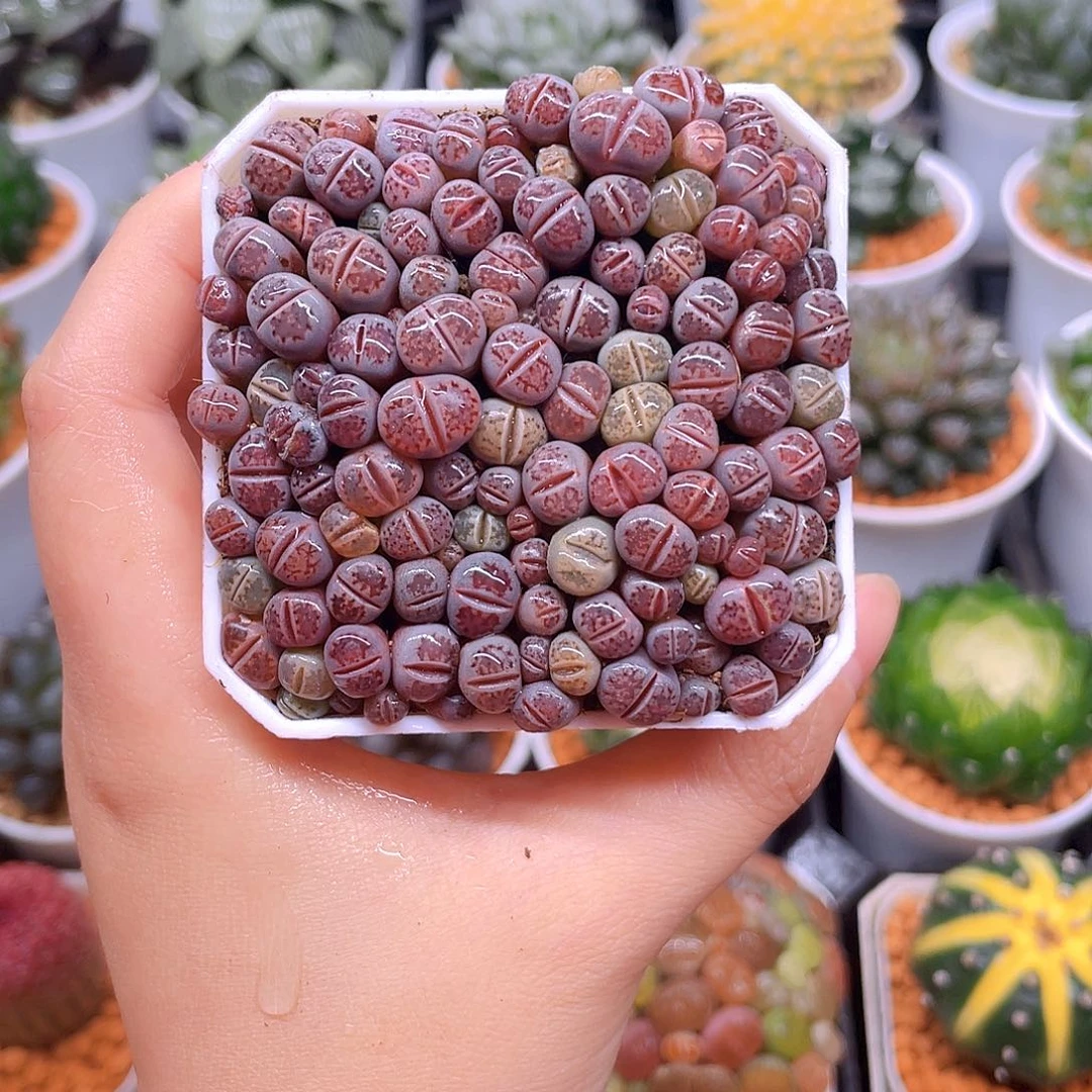 紫色生石花，白盆