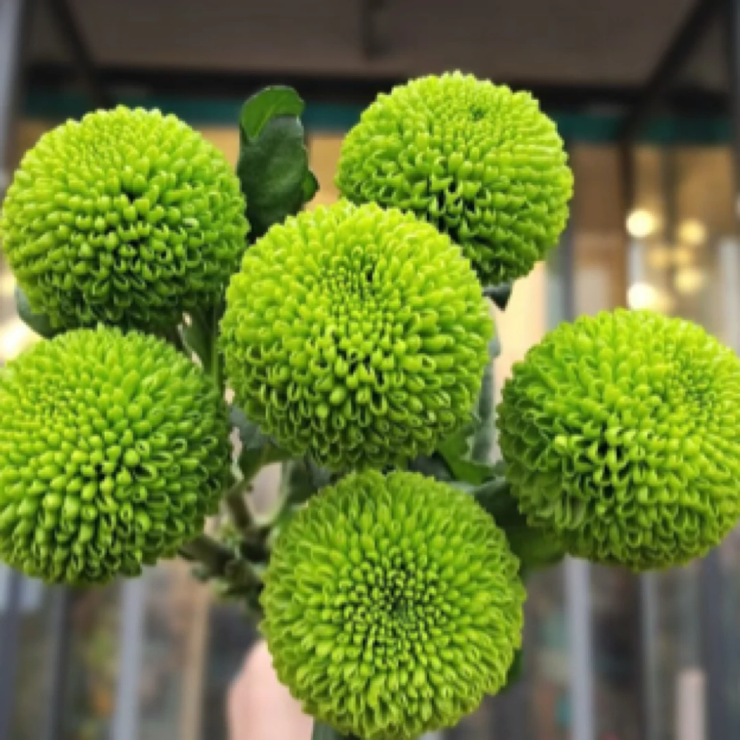 乒乓菊绿色盆栽耐热耐寒多年生可爱重瓣球型