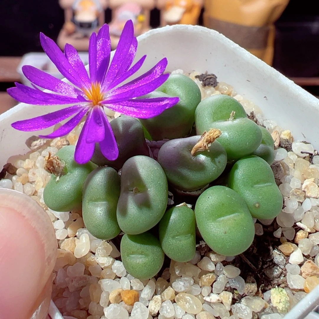 1203-509多肉多日