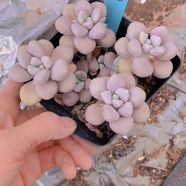 723多肉植物老桩