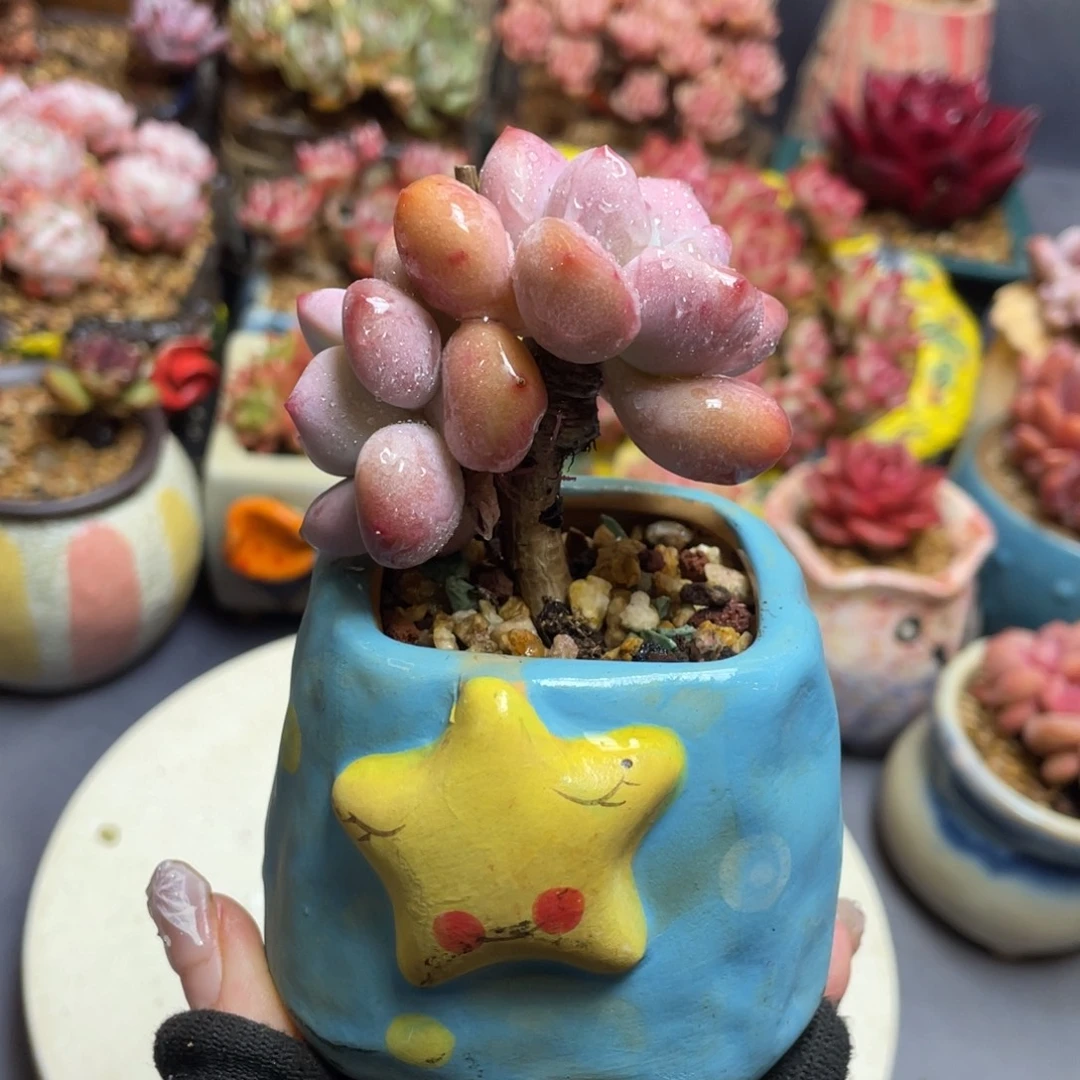 丸叶奥普琳娜带盆