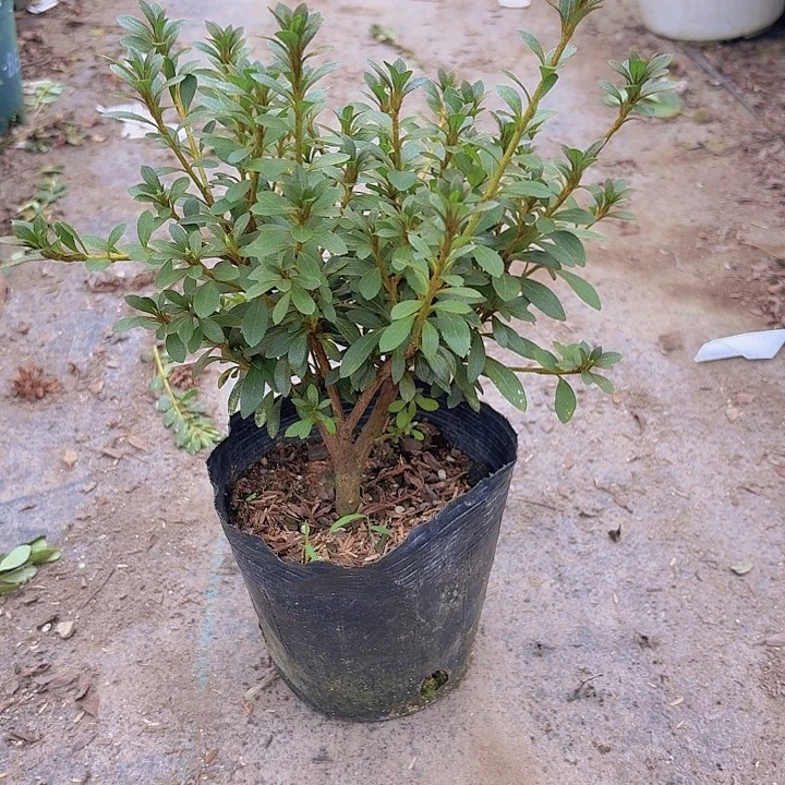完全开放日之丸一物一拍
