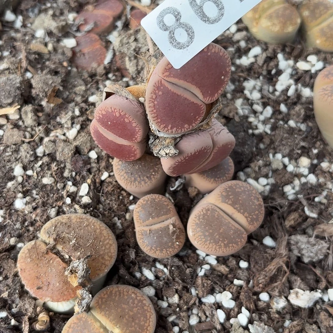 生石花一物一拍867