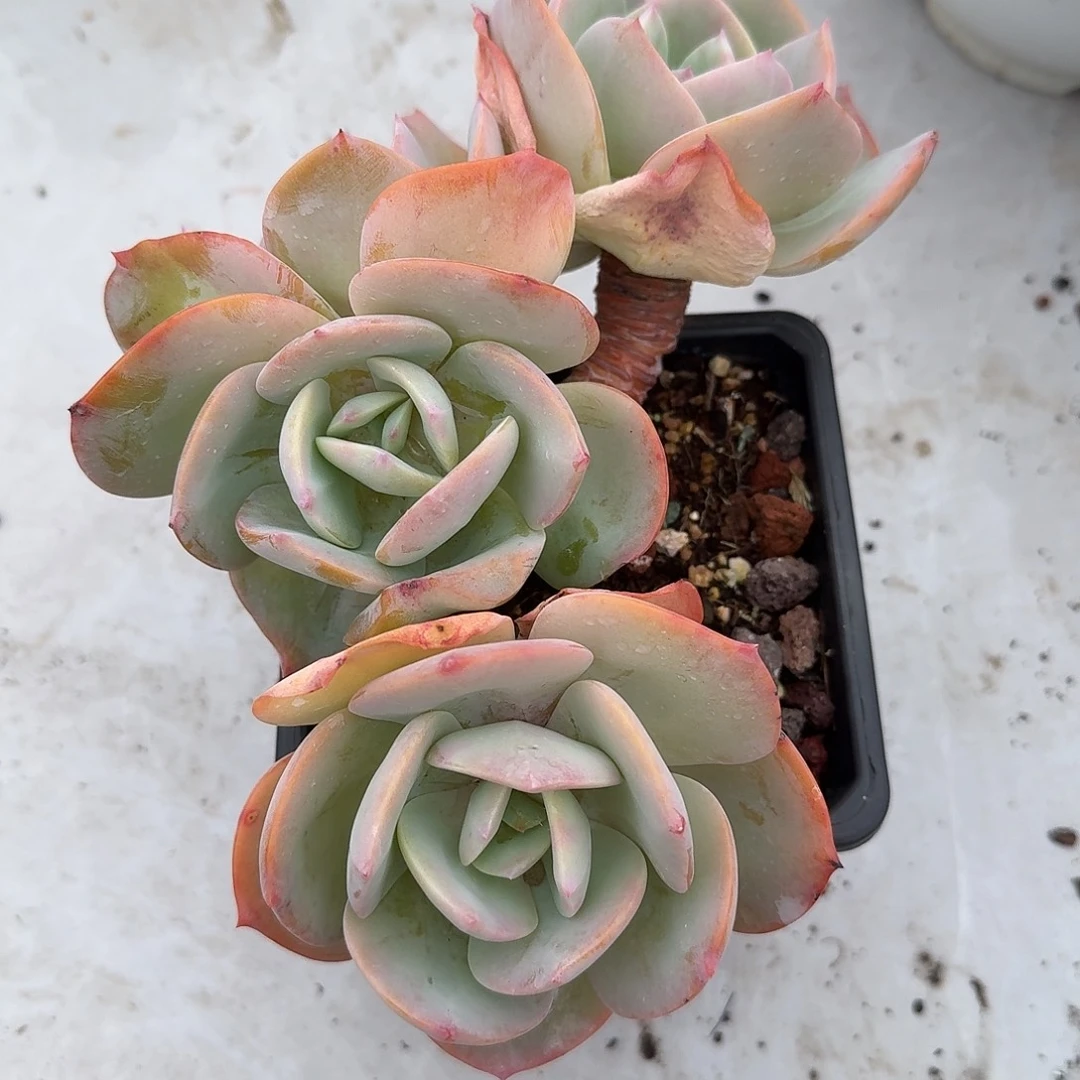 饭***子白凤多肉植物一颗