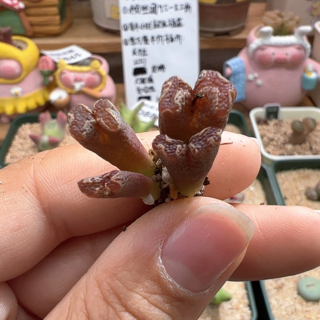 917。江南全窗超蝶 多肉