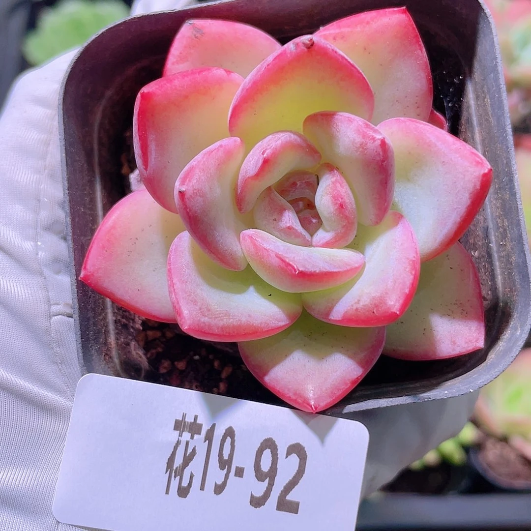 花利美19-92草莓泡芙