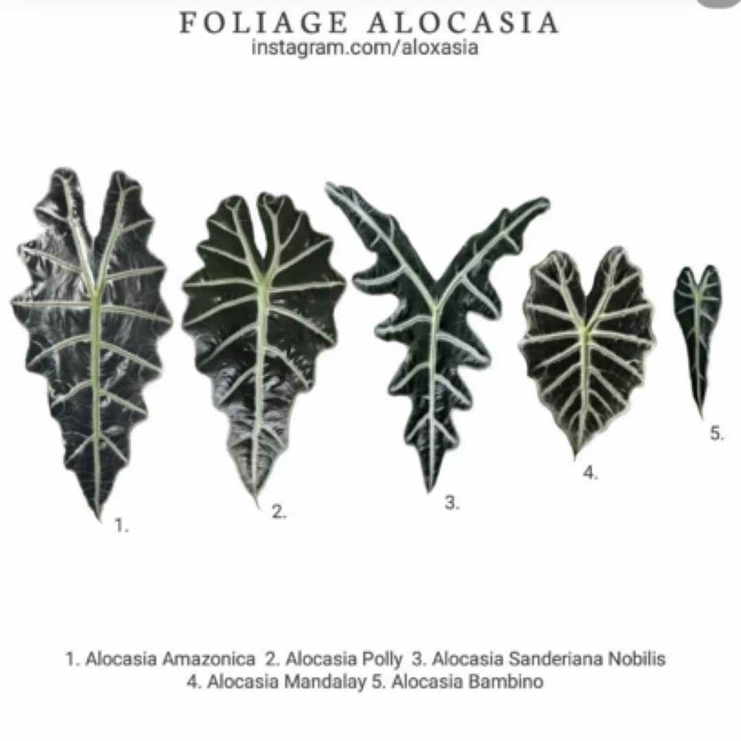 小仙女小众ins风清新绿植盆栽室内好养净化空