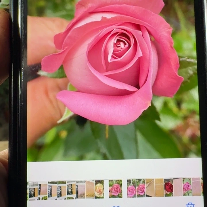 无花朵锦绸一加仑