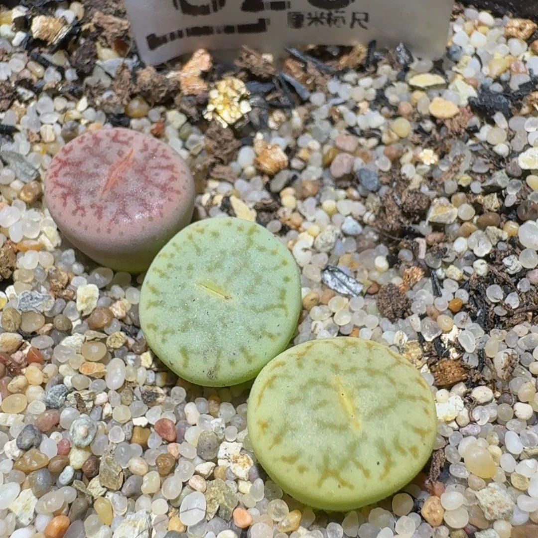 Ssss精品生石花823