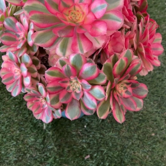 191，倾城多肉植物法师