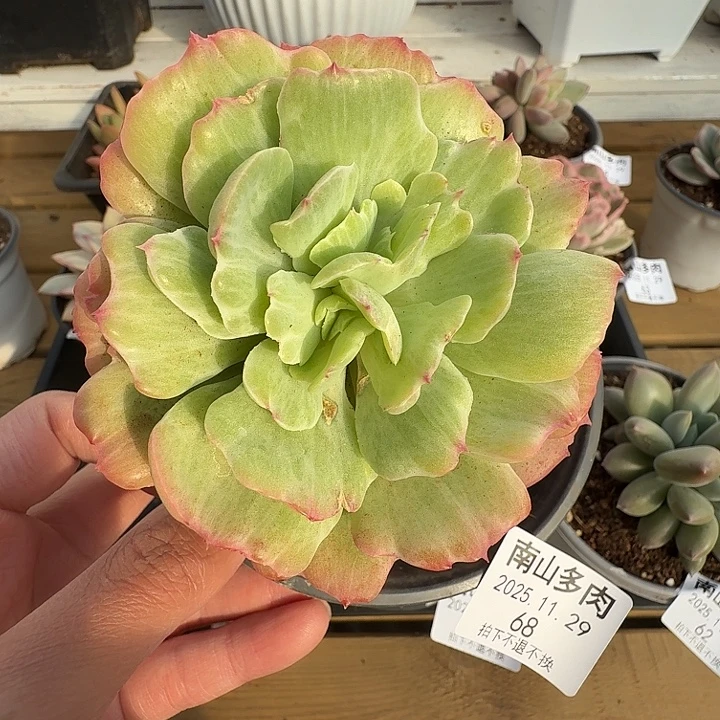 石化碧桃锦1111129-68