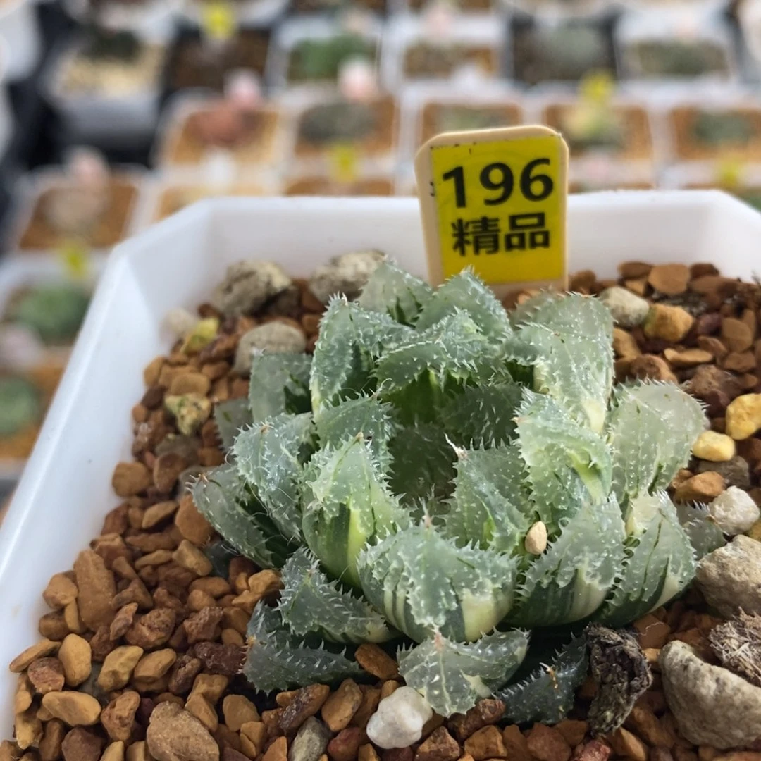 196玄冰十二卷多肉