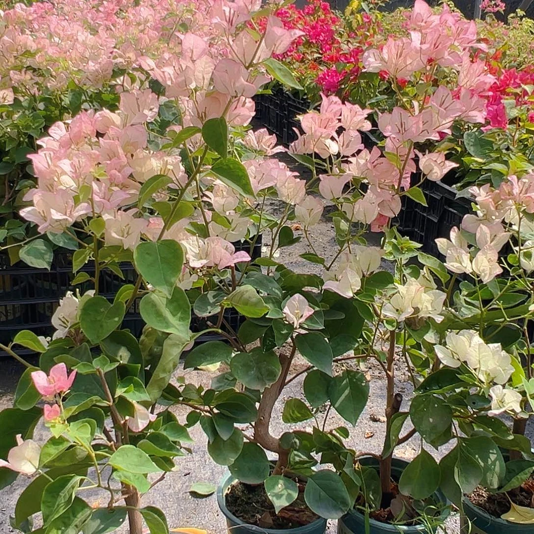 当前无花栽培后可以开花五宝掌中宝一棵