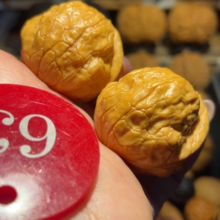 不***惑金刚鹦鹉核桃尺寸30
