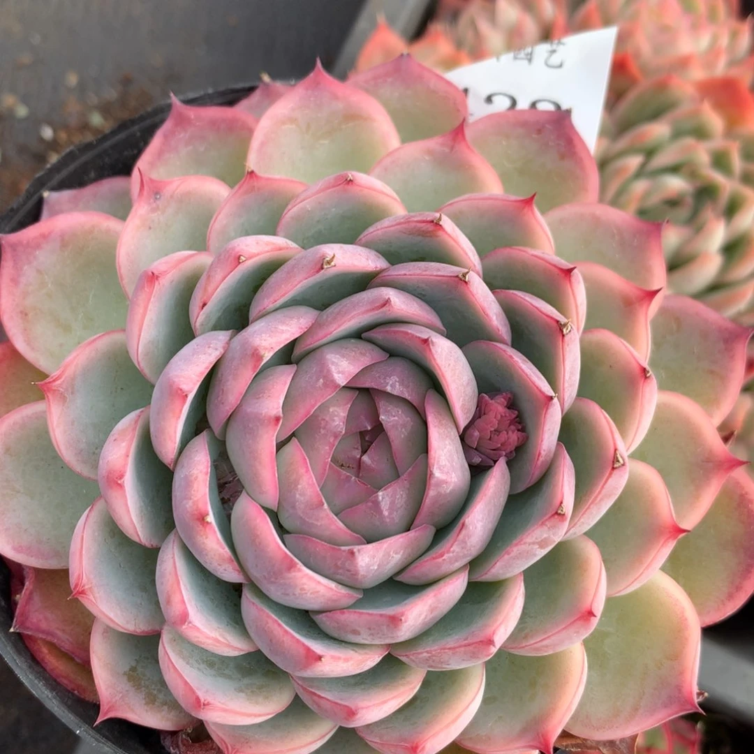 422新年快乐发发发