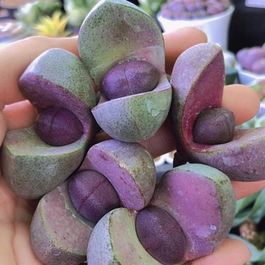 无花朵0969，4.5厘米左右如图