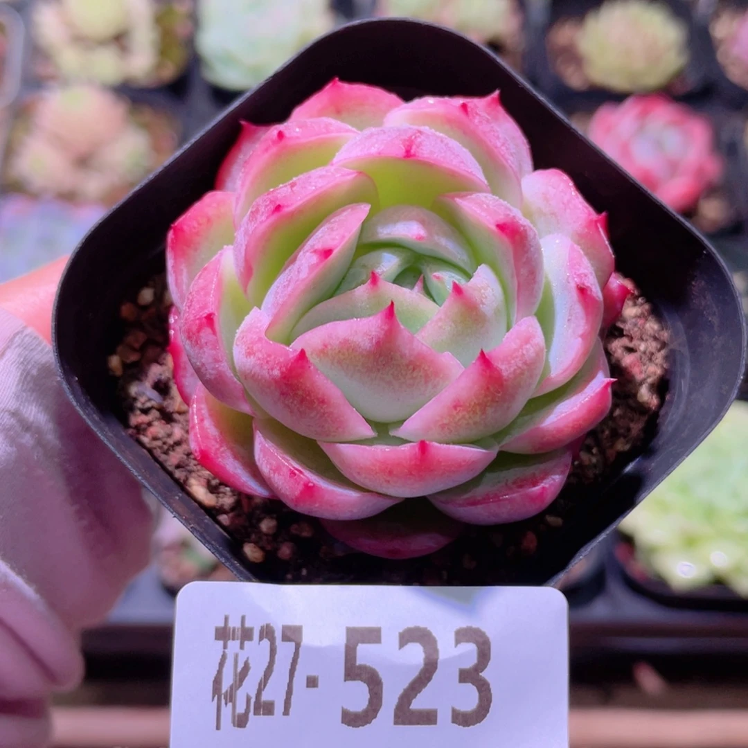 花利美27-523孤星