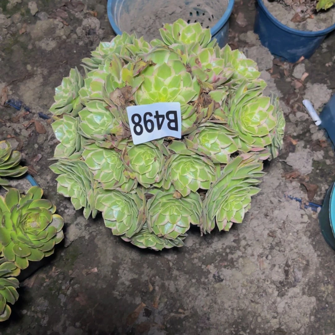 水蜜桃法师26////9包邮