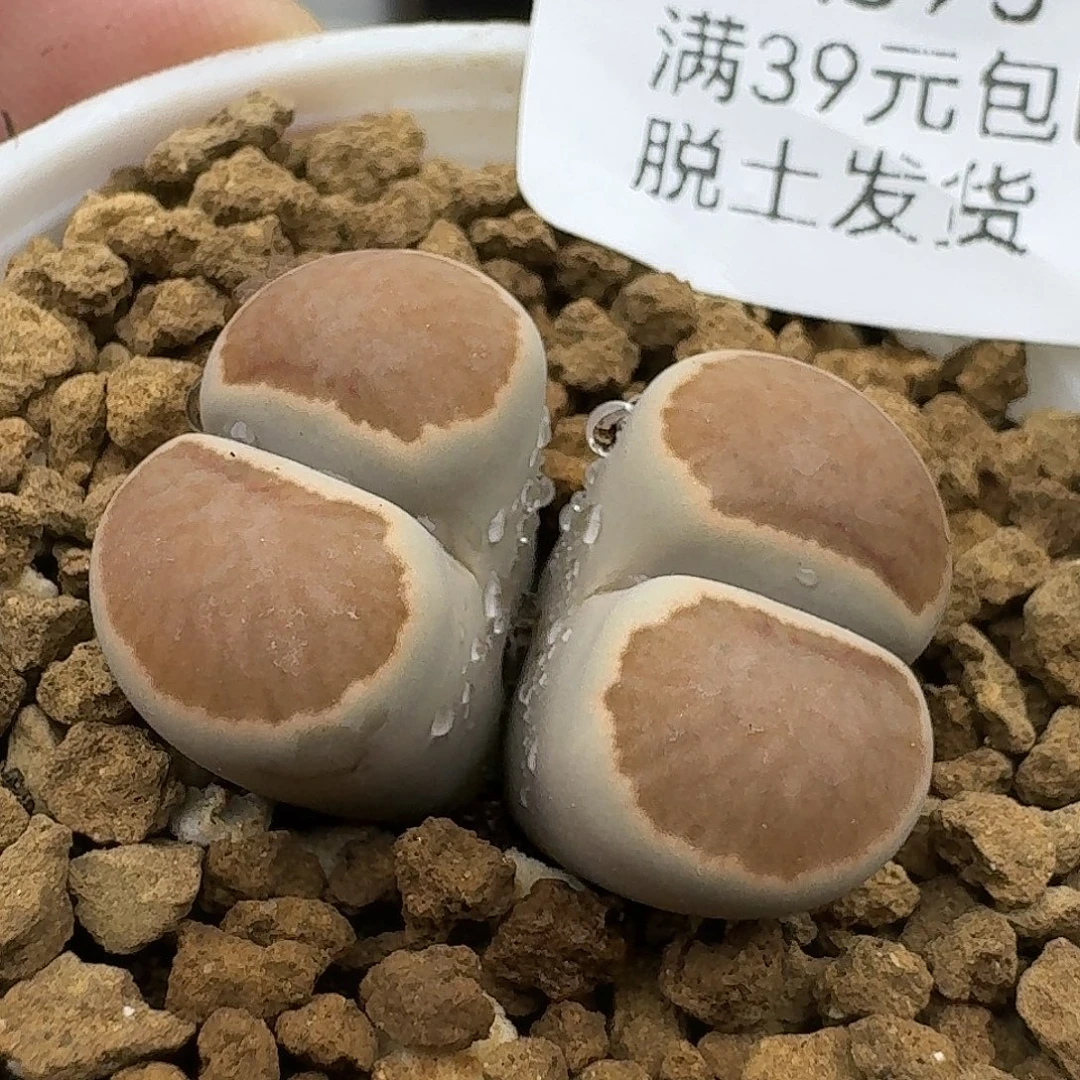 895多肉哈哈哈哈哈哈哈