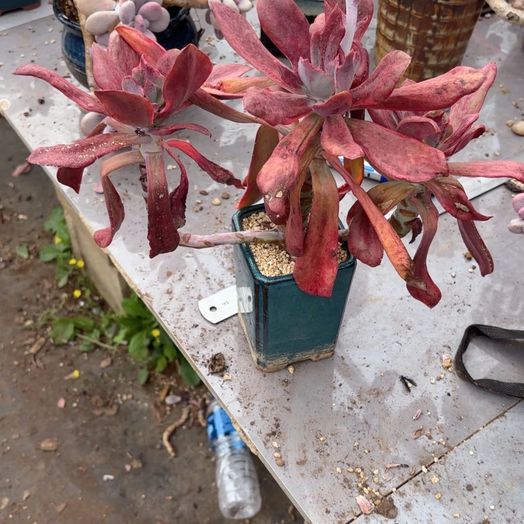 小****5号老庄多肉植物