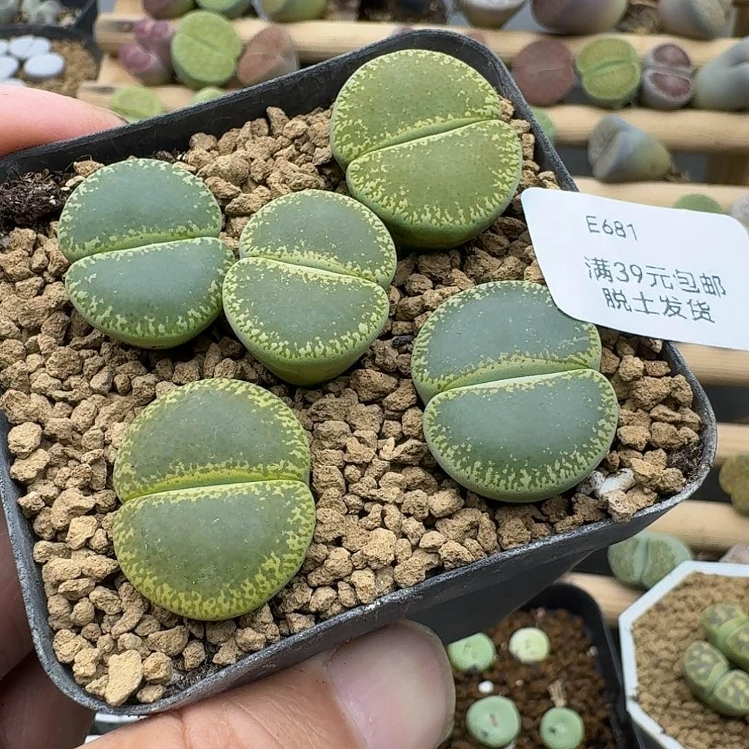 681多肉哈哈哈哈哈哈哈哈