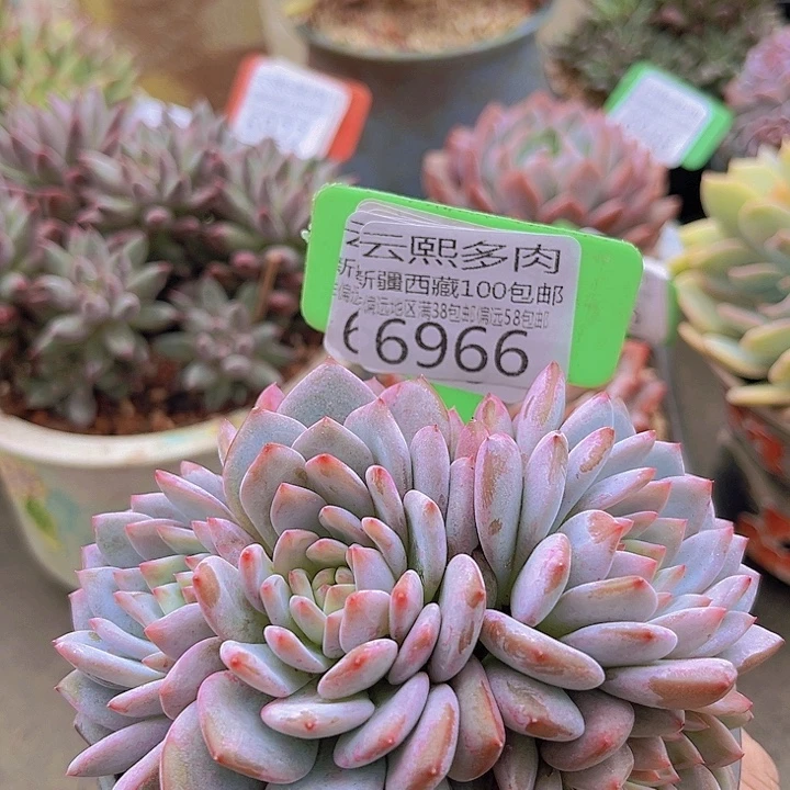 6966星星橙。