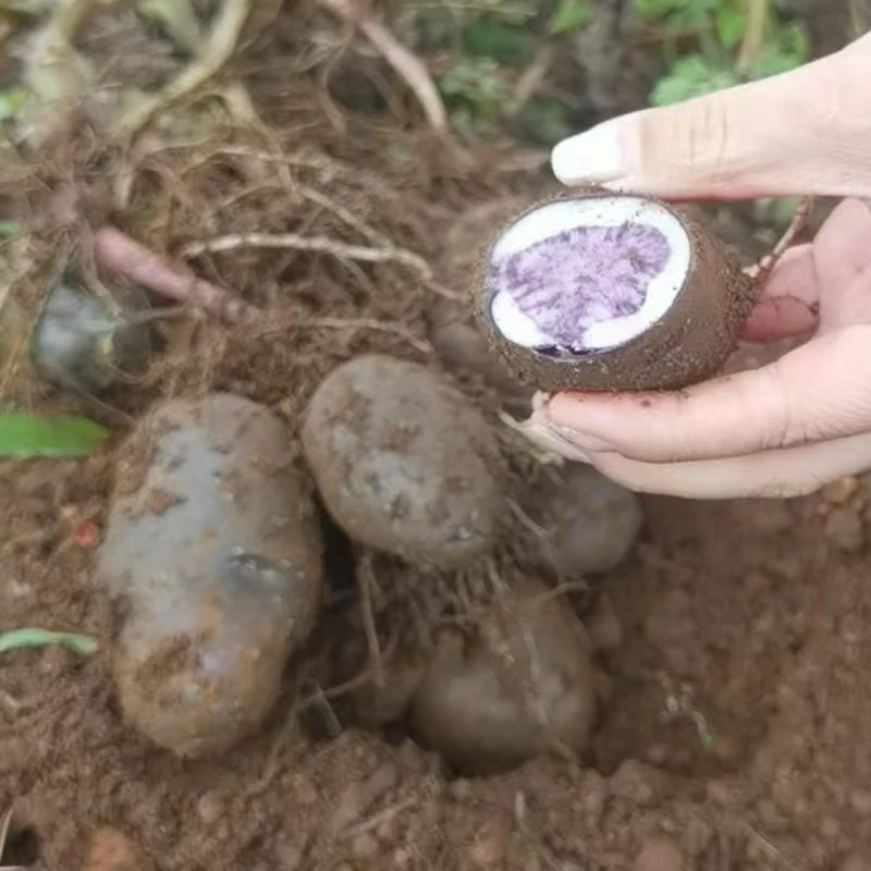 贵州正宗现挖乌洋芋紫心土豆软糯香甜营养丰富墨染黑转心乌花青素