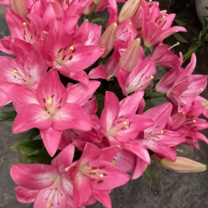 【香舍】紫皇后 无香 亚百合  任意两单顺丰冷链包邮